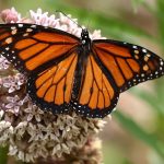 2022-7-monarch-butterflies-danaus-plexippus-green-orange-daylight-638bb812154ec9527518295d
