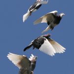 Domestic_Pigeon_Flock